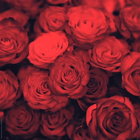 Red Roses Del Colaborador De Stocksy Thomas Hawk Stocksy