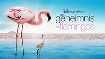 Das Geheimnis der Flamingos streamen | Ganzer Film | Disney+