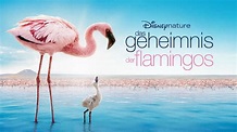 Das Geheimnis der Flamingos | Disney+