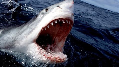 Las 10 Mejores Películas De Tiburones De La Historia