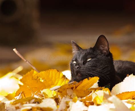 Black Cat And Autumn Leaves Stock Image Image Of Relaxed Tree 13382333