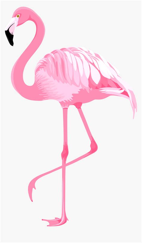 Flamingo Clip Art Pink Clip Art Flamingo Png Transparent Png