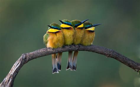 Bee Eater Wallpapers Pictures Images