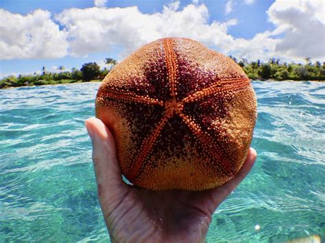 Island Life Ball O Starfish West Hawaii Today