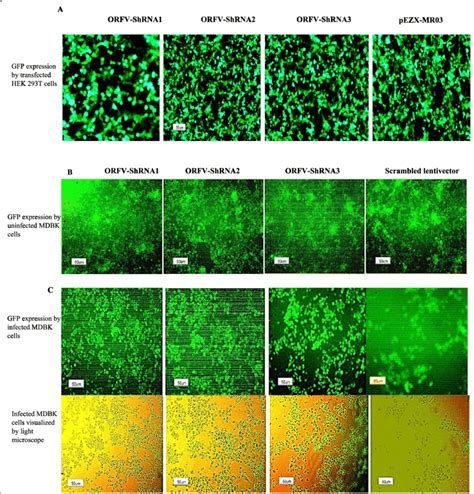 A Gfp Expression After Co Transfection Of Hek293t Cells Gfp Expression