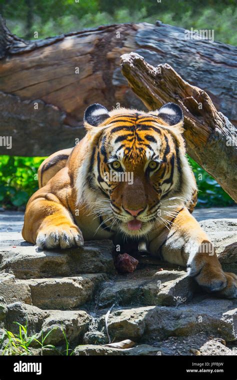 Asian Tiger Portrait Stock Photo Alamy