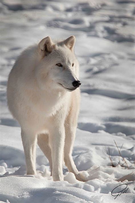 1000 Images About Wolves Among Us On Pinterest Wolf