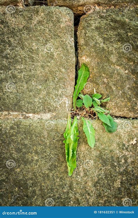 Closeup Shot Of A Green Plant Growing Between The Stones On The Wall