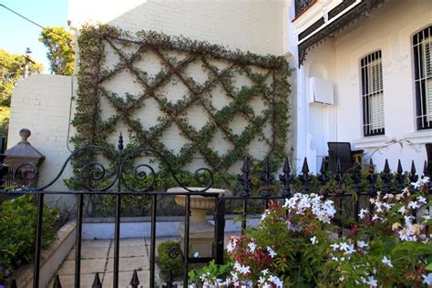 Blue Starr Gallery Espalier Decorative And Functional