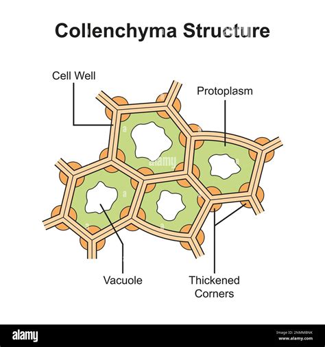Illustration Of The Structure Of Collenchyma Tissue In A Plant Stock