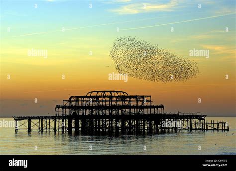 Starlings Murmuration Over Brightons Derelict West Pier At Sunset