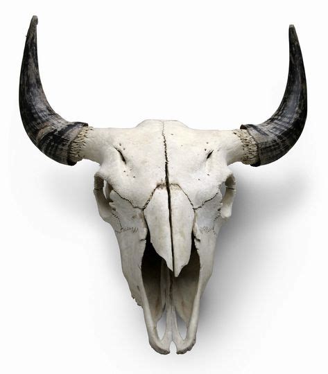 38 Buffalo Skulls Ideas Buffalo Skull Cow Skull Skull Art