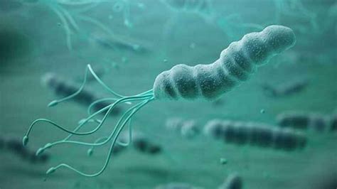 Helicobacter Pylori La Peligrosa Bacteria Que Infecta A Media Espa A Y Eleva El Riesgo De C Ncer