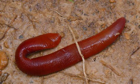 Kinabalu Giant Red Leech Pictures Az Animals