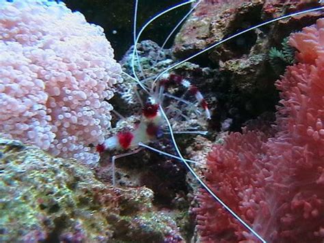 Marine Shrimp For The Saltwater Or Reef Tank