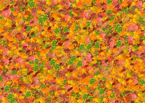 Autumn Leaves Texture Stock Photo Image Of Yellow Green 5493152