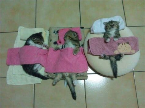 17 Super Cute Sleeping Kittens That Will Make You Want To Take A Nap