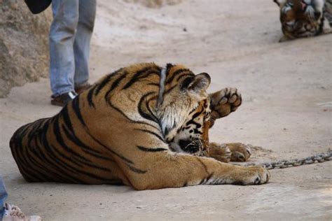 Just Like Big Pussy Cats Picture Of Tiger Temple Thailand Tour