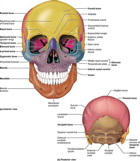 Skeletal Bones From Head To Toe Palatine Bones 2 Facial Bones Human Anatomy Skull
