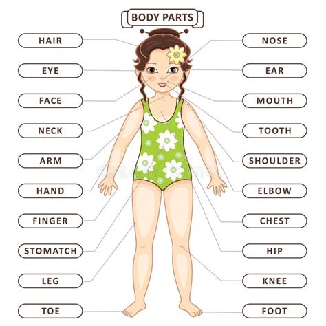 Kid Body Structure Education School Vector Stock Illustrations 14 Kid