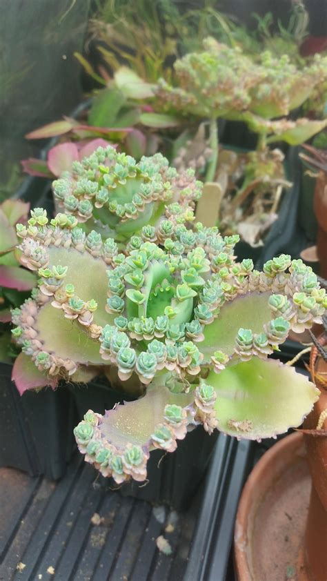 mother-of-thousands-succulent-succulents,-pretty-plants,-mother-of