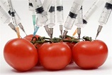Genetically Modified (GM) food crops