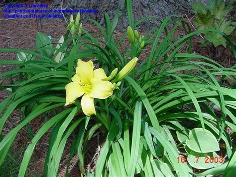 I was suddenly getting married, and i didn't write any wedding vows, so when it was my turn to speak, i performed a spoken word version of eenie meenie by sean kingston and justin bieber. PlantFiles Pictures: Daylily 'Eenie Weenie' (Hemerocallis ...