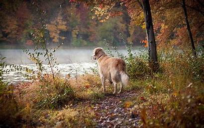 Golden Retriever Lake Foggy Wallpapers Fall Autumn