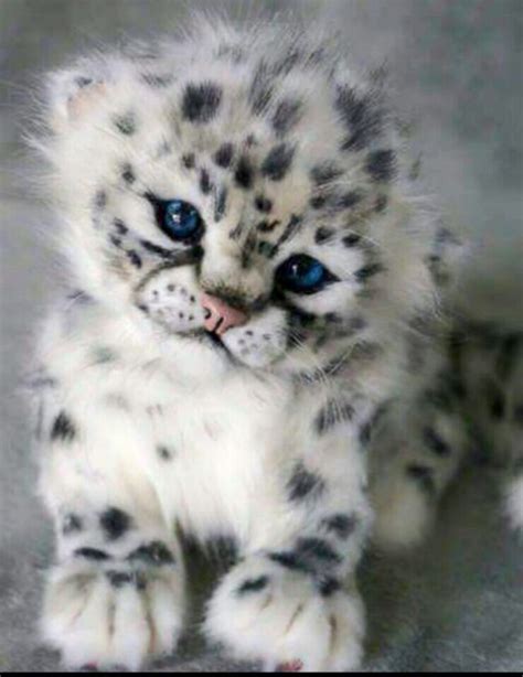 Too Cute 2nd August 2016 Leopard Cub Snow Leopard