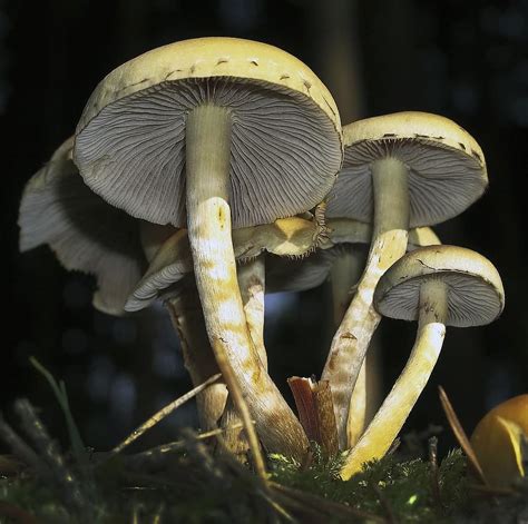 Mushrooms Forest Floor Screen Fungus Disc Fungus Macro Close Up