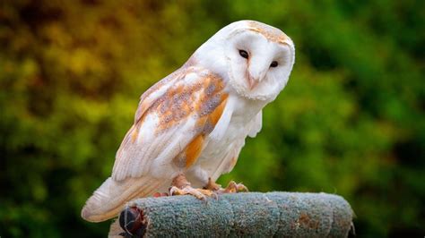 Where Do Barn Owls Live Best Hiding Spots
