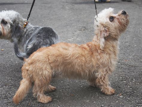 Dandie Dinmont Terrier Puppies Rescue Pictures Information
