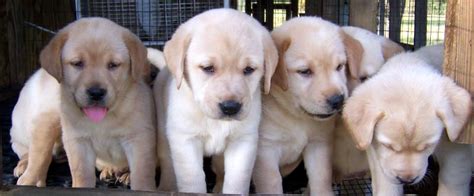Cute Puppy Dogs Yellow Labrador Retriever Puppies