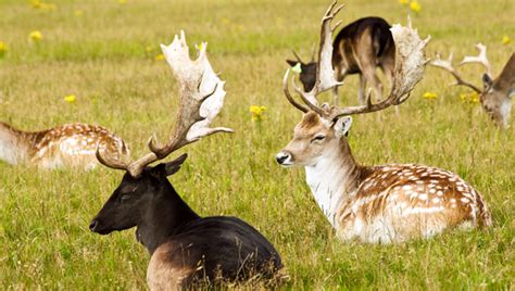 Motorists Warned About Sex Crazed Deer On Rampage In Ireland Herie