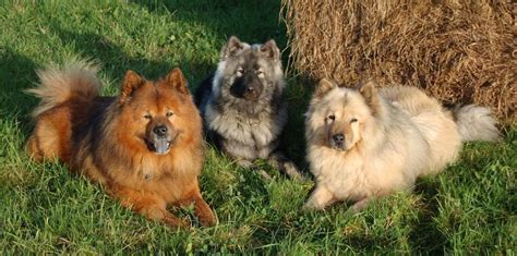 Eurasier Dog Breed Information And Images K9 Research Lab