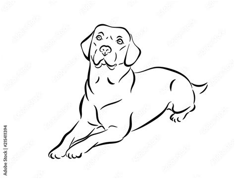 Labrador Vector Illustration Black And White Outline Of A Lie Down Dog