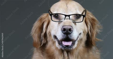 Golden Retriever Dog Wearing Glasses Stock ビデオ Adobe Stock