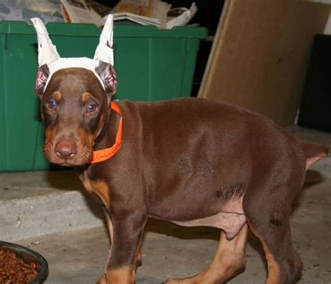 Garretts Dobermans Puppy Site