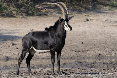 Sable Antelope The National Animal Of Zimbabwe