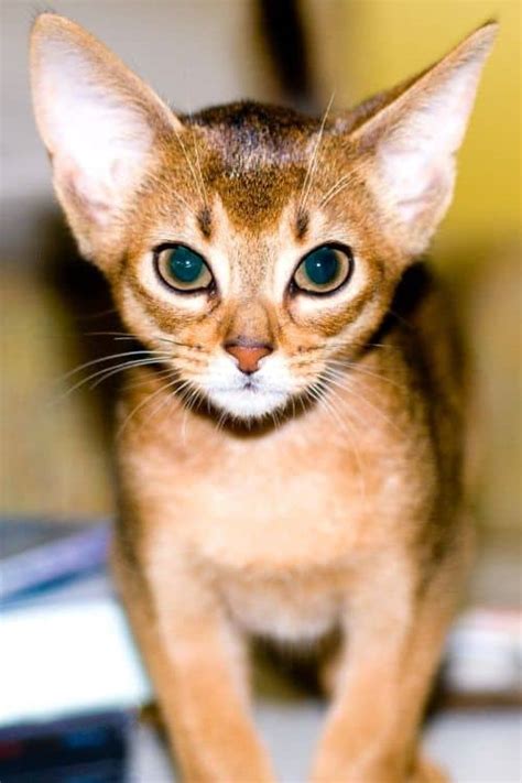 The Awesome Abyssinian Cat Breed Cool Cat Tree House