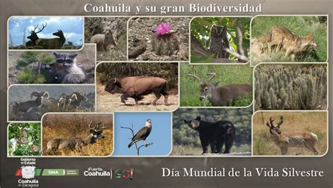 Top 95 Imagenes De La Flora Y Fauna De Coahuila Smartindustrymx