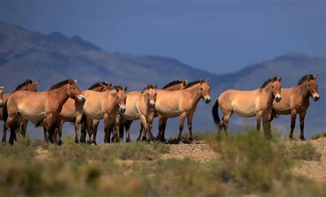 Worlds Last Remaining Wild Horses Arent All That Wild After All