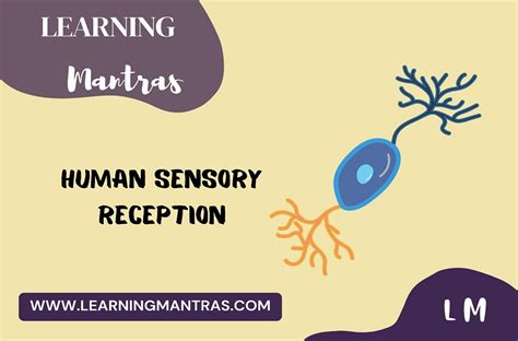 Human Sensory Reception Class 11 Chapter 21 Biology Short Notes
