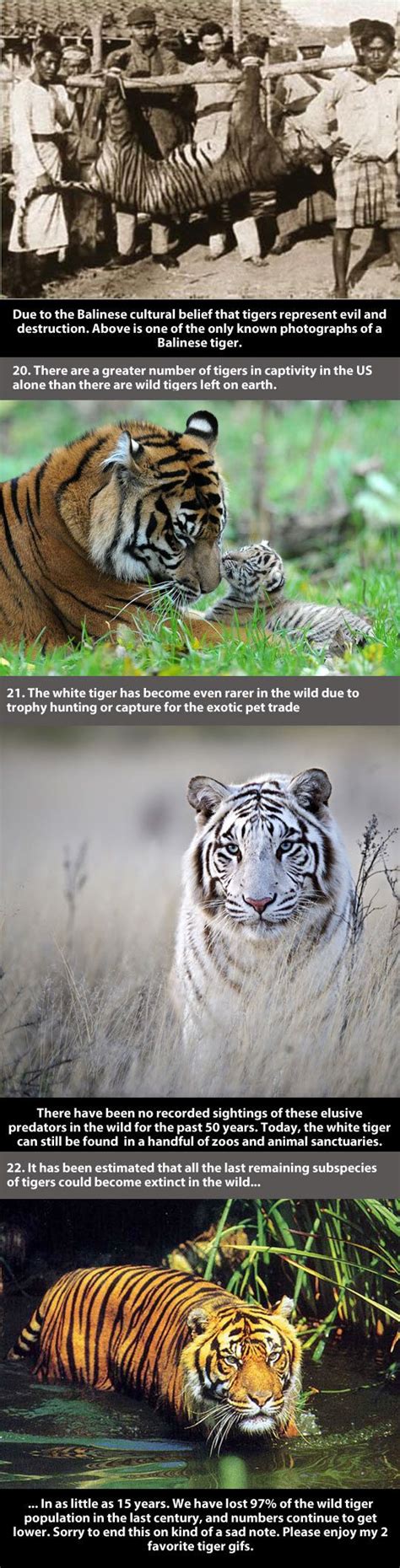 Badass Facts About A Tiger Awareness Of The World Tiger Facts
