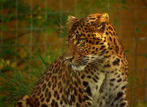 Chinese Leopard By Photosthyria On Deviantart