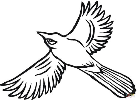 Blue Jay Bird Drawing At Getdrawings Free Download