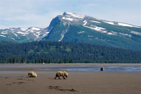 Lake Clark National Park And Preserve Two Bears Walk Along Flickr