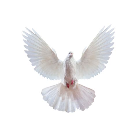 Pigeon Png Transparent Image Download Size 1000x1000px