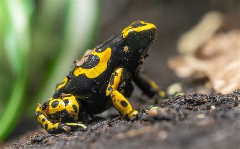 Best Dart Frog Species For Beginners Dendroboard