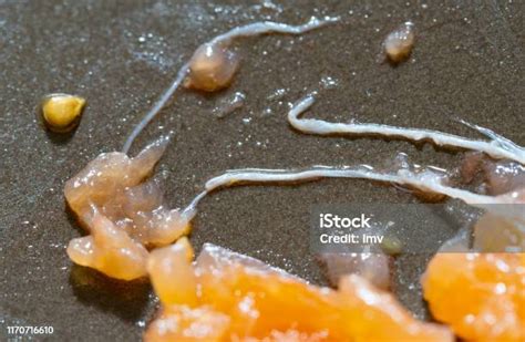 Anisakis Worm In Salmon Stock Photo Download Image Now Fish